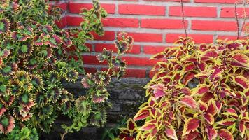 coleus, pintado urtiga, coleus blumei, plectranthus scutellarioides, solenostemon scutellarioides. mão tocante brilhante frágil folhas do coleus plantar crescendo dentro jardim. foto