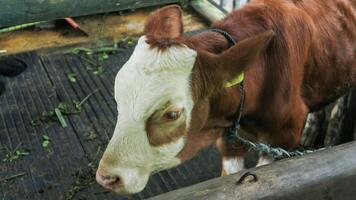 uma Castanho vaca comendo Relva em uma Fazenda. foto