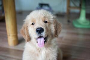 cachorro dourado retrievers sentar ou sorrir alegremente e obedecer a proprietário quando instruído para sentar em a chão. isto estava olhando curiosamente às a Câmera às lar. foto