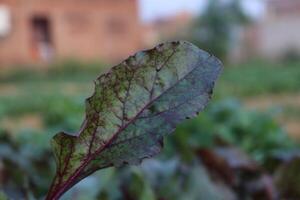 uma plantar com verde folhas crescendo dentro a sujeira foto