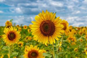 lindo campo do amarelo girassóis em uma fundo do azul céu com nuvens foto