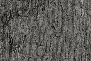 seco árvore latido textura e fundo, natureza conceito foto