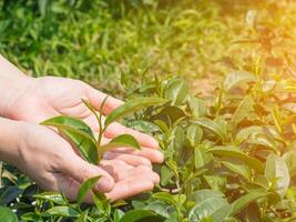 mãos proteger segurando verde chá folha com luz solar às chá plantação foto