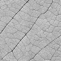 abstrato Preto veia do branco folhas textura foto