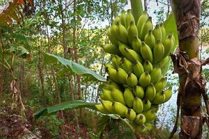 fechar-se cru banana em a árvore com seletivo foco foto