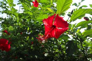 hibisco rosa-sinensis, comumente nomeado chinês hibisco. vermelho flores em a árvore foto