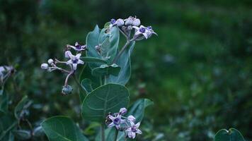 flores este crescer para cima Segue a folha talos foto