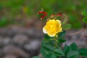 fechar-se do miniatura amarelo rosa flor florescendo com natureza fundo dentro a jardim foto