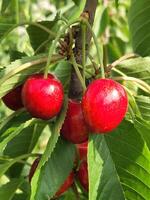 vermelho cereja em uma ramo. maduro cereja frutas foto