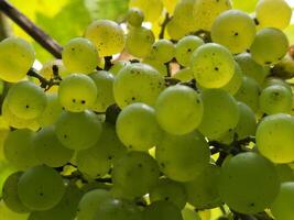 uva. cachos do luz uvas. natural fundo com uvas foto