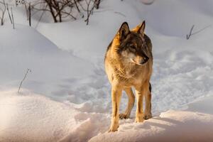 lindo Lobo em uma Nevado estrada foto