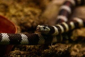 serpente lampropeltis getula califórnia foto