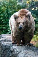 um urso na margem de um lago foto