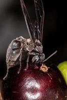 vespa guerreira adulta foto
