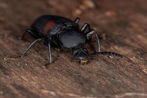 besouro escuro adulto foto