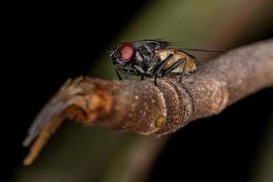 mosca doméstica adulta foto