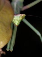 subadulto mantídeo verde foto