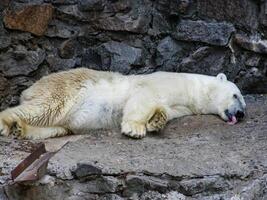 uma polar Urso este descansos foto