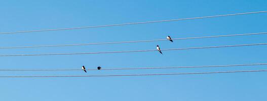 pássaros sentar em elétrico fios contra a azul céu foto