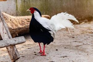 lindo faisão frango foto