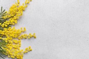 fresco amarelo mimosa flores arranjado em a canto do uma luz cinzento fundo foto