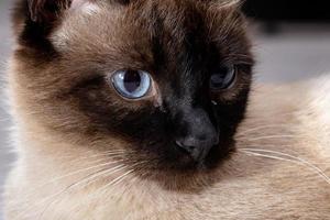 gato siamês em close-up foto