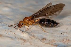 fêmea adulta alada coquetel formiga rainha foto