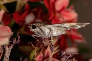 traça corujinha gráfica em uma planta com flor foto