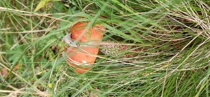 cogumelo na floresta de outono foto