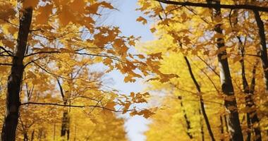 ai gerado denso madeiras com Grosso copa dentro ensolarado outono clima. perspectiva acima Visão do outono floresta com brilhante laranja e amarelo folhas foto