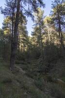 paisagens e trilhas do a lindo natureza do a serra de Cazorla, Jaén, Espanha. natureza período de férias conceito. foto