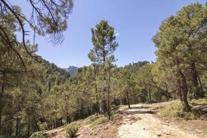 paisagens e trilhas do a lindo natureza do a serra de Cazorla, Jaén, Espanha. natureza período de férias conceito. foto