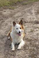 a a maioria lindo cachorro dentro a mundo. sorridente encantador adorável zibelina Castanho e branco fronteira collie , ao ar livre retrato com pinho floresta fundo. considerado a a maioria inteligente cachorro. foto