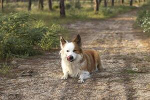 a a maioria lindo cachorro dentro a mundo. sorridente encantador adorável zibelina Castanho e branco fronteira collie , ao ar livre retrato com pinho floresta fundo. considerado a a maioria inteligente cachorro. foto