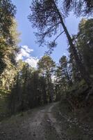 paisagens e trilhas do a lindo natureza do a serra de Cazorla, Jaén, Espanha. natureza período de férias conceito. foto