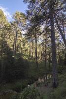 paisagens e trilhas do a lindo natureza do a serra de Cazorla, Jaén, Espanha. natureza período de férias conceito. foto