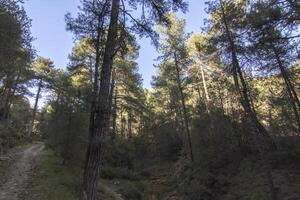 paisagens e trilhas do a lindo natureza do a serra de Cazorla, Jaén, Espanha. natureza período de férias conceito. foto