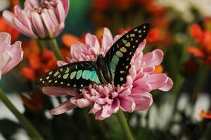 uma colorida borboleta graphium dose foto