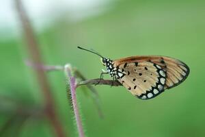 a laranja borboleta acraea terpsicore foto