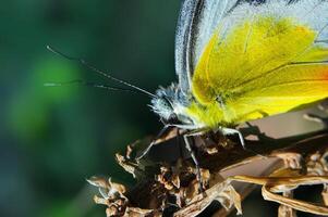 uma amarelo borboleta delírios peribeia é empoleirado em uma ramo do a árvore foto