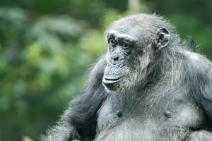 uma chimpanzé ou panela trogloditas foto