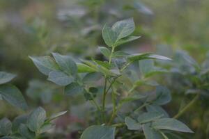 uma cenário do uma batata plantar foto