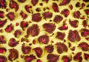 coleus folhas e mudas. folhas padronizar. flor Labirinto. coleus é a interior e ao ar livre plantar com colorida folhas. decíduo fundo. folha e tiro topo Visão foto