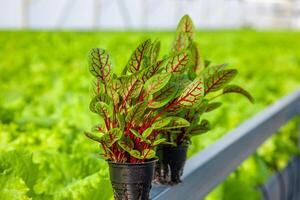 acelga crescer uma em vaso plantar. verde folhas com vermelho veias. a salada é uma variedade do beterraba. uma arbusto do saudável comestível acelga. foto