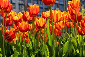 vermelho tulipas fundo. lindo tulipa. flor broto dentro Primavera dentro a luz solar. canteiro de flores com flores tulipa fechar-se. vermelho flor foto