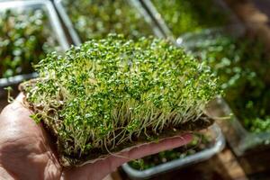 aguarde a microgreen dentro mãos. agrião alface brotou brotos. urbano jardinagem. orgânico vegano Comida. útil vitaminas. crescendo às lar. grupo do alface folhas. crescer microgreen foto