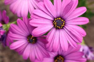 roxa osteospermum flores dentro a verão jardim foto