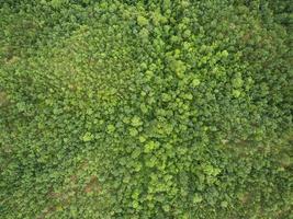 vista aérea da bela floresta tropical, filmada de drone foto