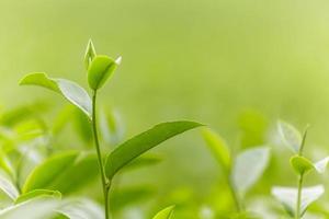 folhas de chá frescas de manhã no campo de plantação de chá foto