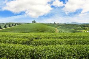 bela paisagem de plantação de chá ao nascer do sol foto